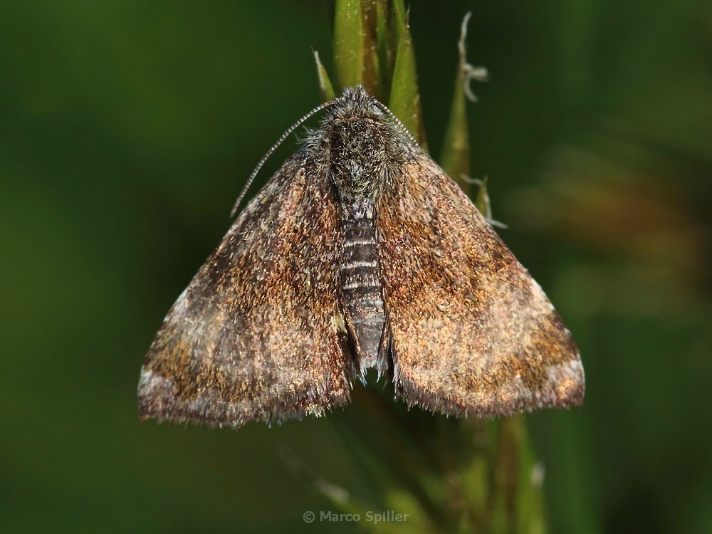 Falena da identificare - Panemeria tenebrata, Noctuidae